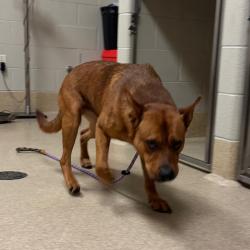 Shelter Stray Unknown Dog last seen , 54687 Co Rd 19, Bristol, IN 46507, USA