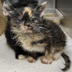Shelter Stray Female Cat last seen , 4575 E Mesquite Ave, Palm Springs, CA 92264, USA