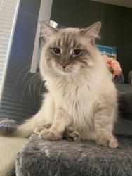 Lost Male Cat last seen Russell & Grand Canyon , Las Vegas, NV 89148