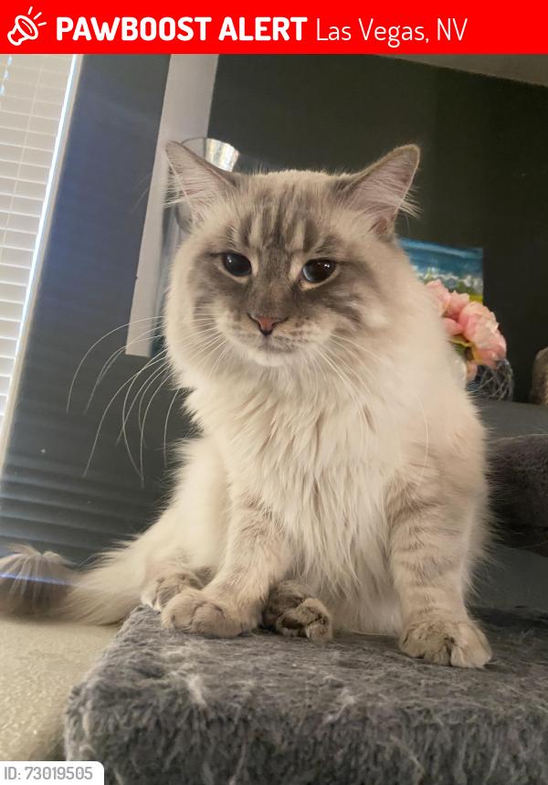 Lost Male Cat last seen Russell & Grand Canyon , Las Vegas, NV 89148