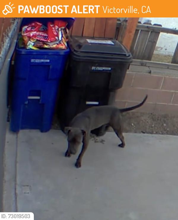 Found/Stray Unknown Dog last seen Behind SB Fairgrounds, Victorville, CA 92395