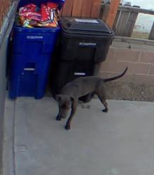 Found/Stray Unknown Dog last seen Behind SB Fairgrounds, Victorville, CA 92395