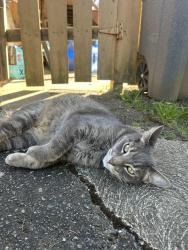 Lost Male Cat last seen Near mackenzie ave, Victoria, BC V8N 1A6