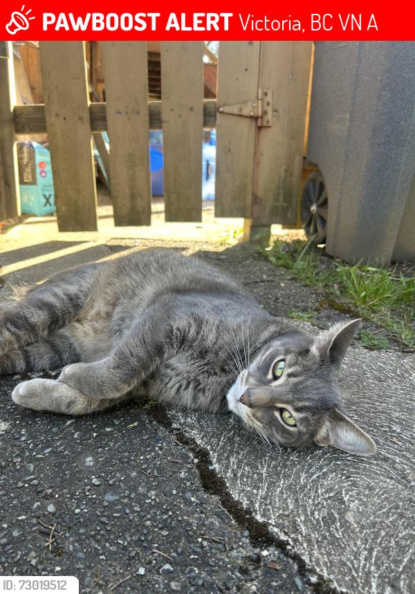Lost Male Cat last seen Near mackenzie ave, Victoria, BC V8N 1A6