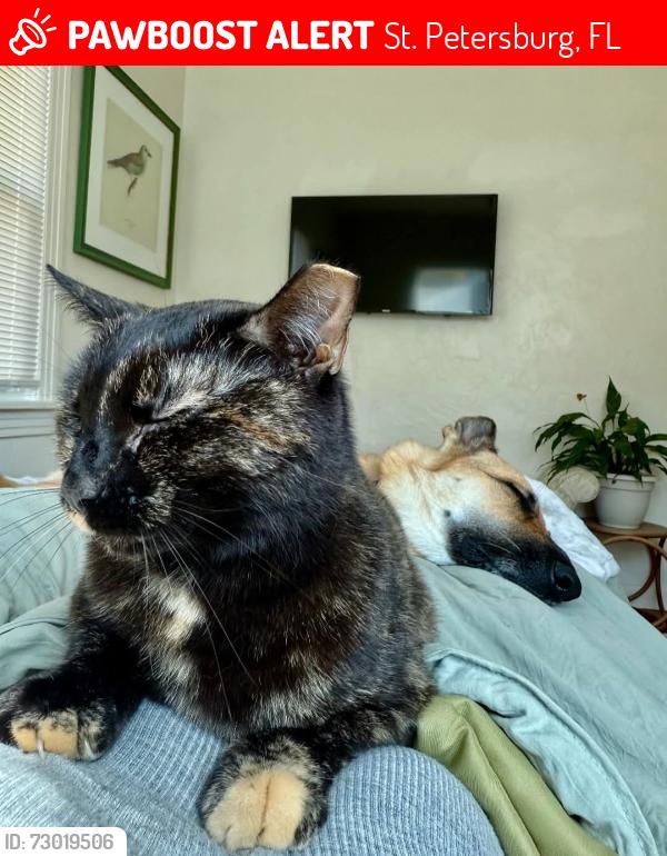 Lost Female Cat last seen Placido Bayou (Corsica and Placido Parkway Loop corner), St. Petersburg, FL 33703