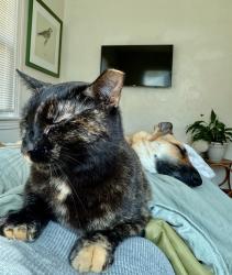Lost Female Cat last seen Placido Bayou (Corsica and Placido Parkway Loop corner), St. Petersburg, FL 33703