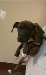 Lost Male Dog last seen Gender rd, Columbus, OH 43110