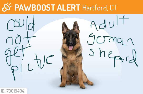 Found/Stray Male Dog last seen Moylan Elementary School area, Ledger St, Flatbush Ave, Catherine St., Hartford, CT 06106