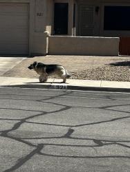 Found/Stray Unknown Dog last seen Near Burkholder and Racetrack , Henderson, NV 89015