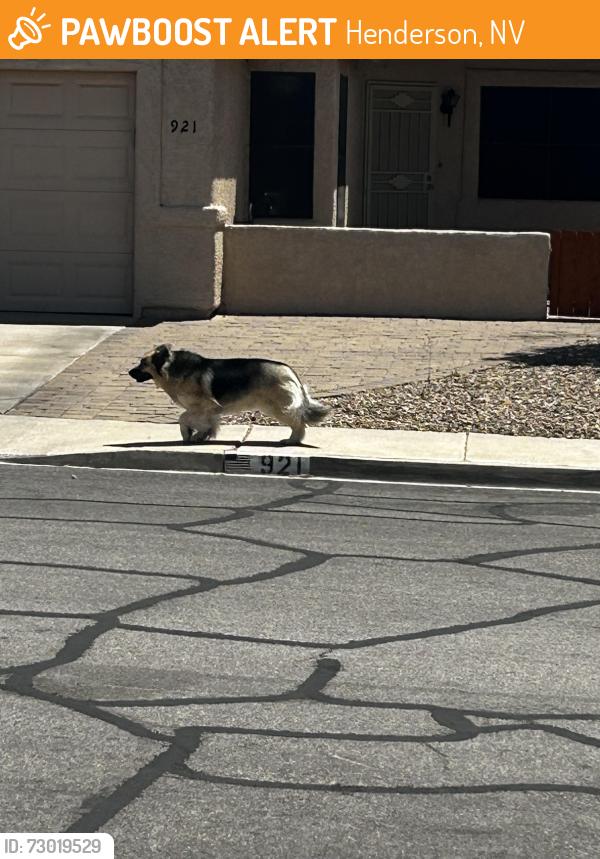 Found/Stray Unknown Dog last seen Near Burkholder and Racetrack , Henderson, NV 89015