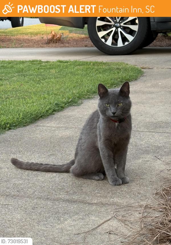 Found/Stray Male Cat last seen Garrett St. / Hellams St., Fountain Inn, SC 29644