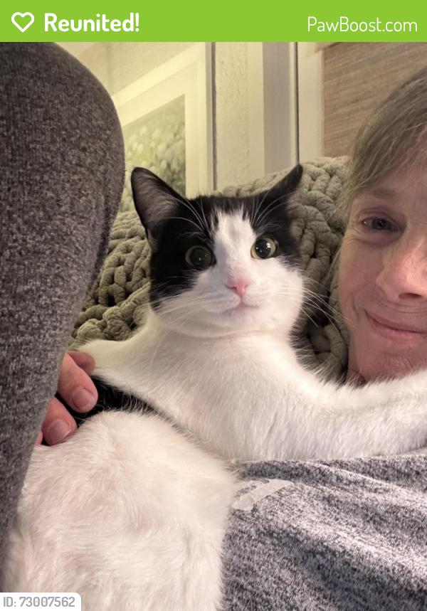 Reunited Female Cat last seen Urton Lane and Pope Lick, Middletown, KY 40243