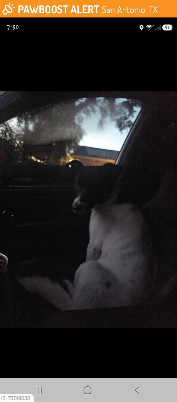 Found/Stray Male Dog last seen O'Connor mamd naco, San Antonio, TX 78233