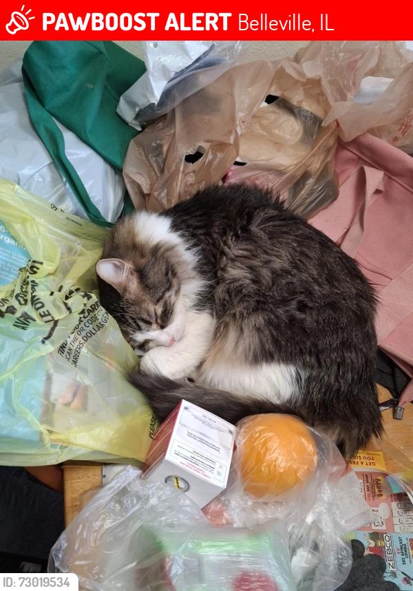 Lost Male Cat last seen Lebanon rd, Belleville, IL 62221