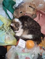 Lost Male Cat last seen Lebanon rd, Belleville, IL 62221