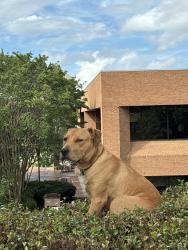 Found/Stray Male Dog last seen parking lot above Mercer two engineering buildings, Macon, GA 31207