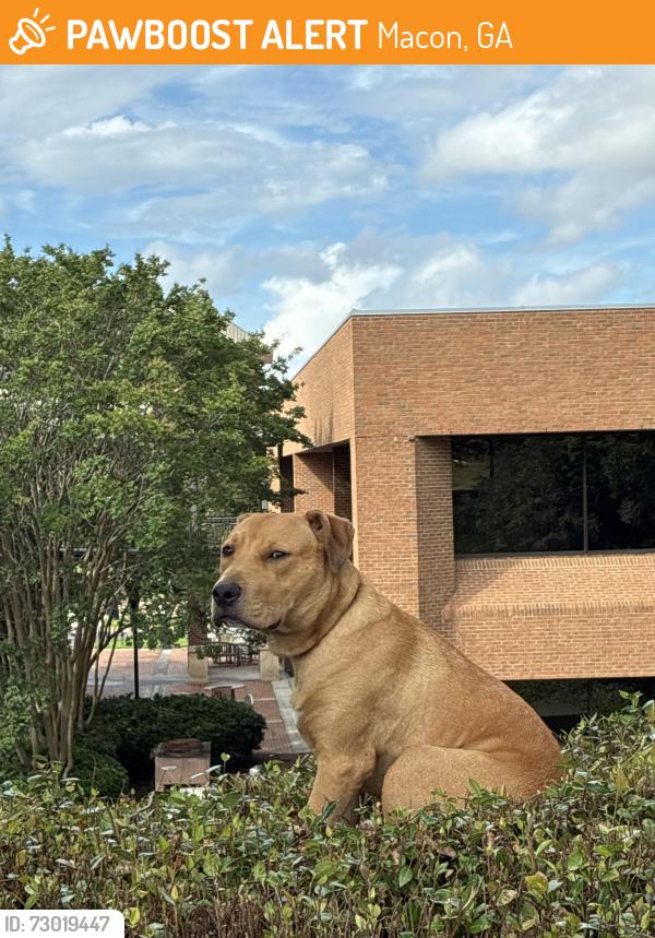 Found/Stray Male Dog last seen parking lot above Mercer two engineering buildings, Macon, GA 31207