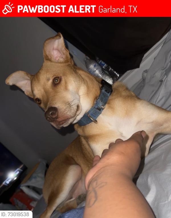 Lost Male Dog last seen Shorecrest dr , Garland, TX 75040