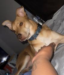 Lost Male Dog last seen Shorecrest dr , Garland, TX 75040