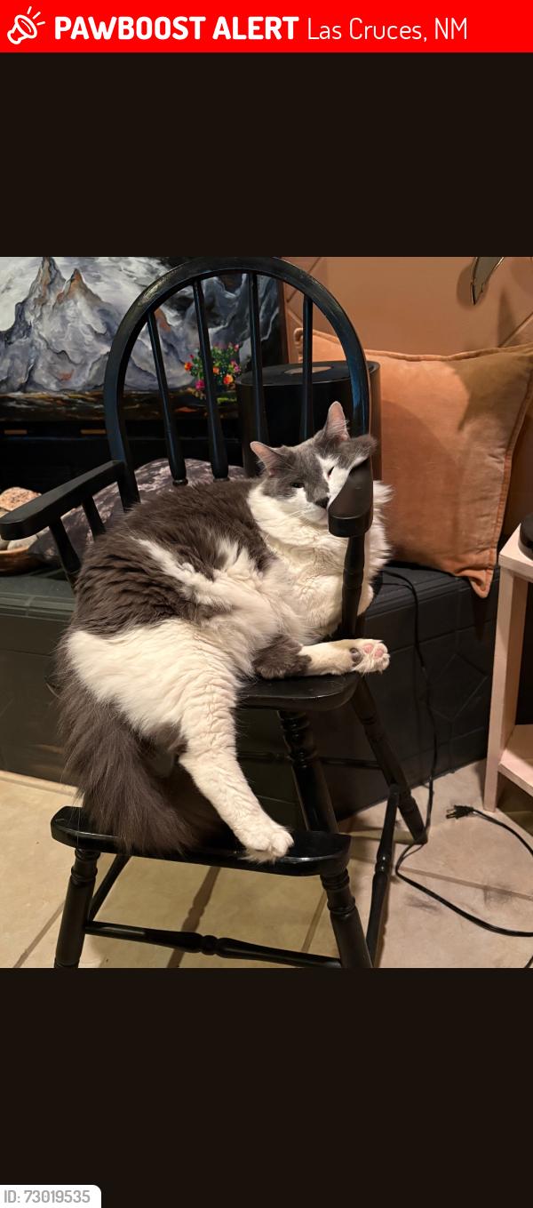 Lost Male Cat last seen Picacho Hills, Las Cruces, NM 88007