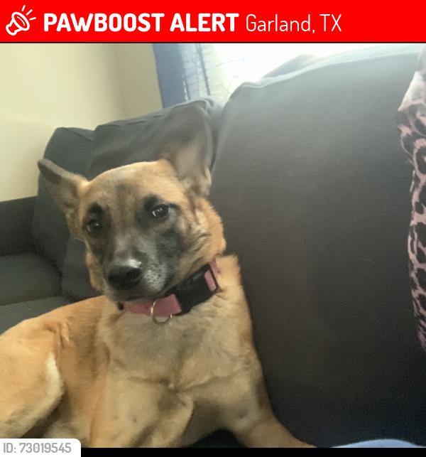 Lost Female Dog last seen Shorecrest dr , Garland, TX 75040