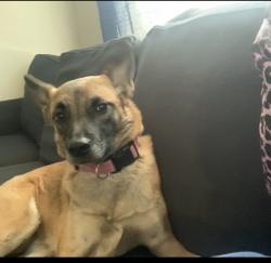 Lost Female Dog last seen Shorecrest dr , Garland, TX 75040