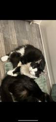 Lost Male Cat last seen North pointe apmts , Anchorage, AK 99501
