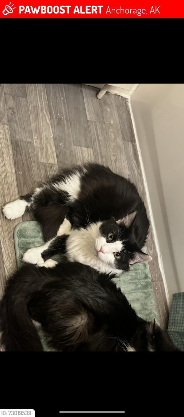 Lost Male Cat last seen North pointe apmts , Anchorage, AK 99501