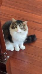 Lost Male Cat last seen Silver Leaf Ln, Round Lake, Illinois, Round Lake, IL 60041