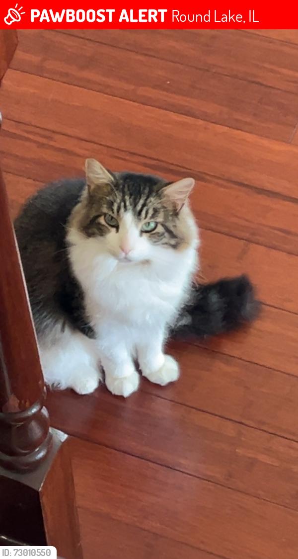 Lost Male Cat last seen Silver Leaf Ln, Round Lake, Illinois, Round Lake, IL 60041