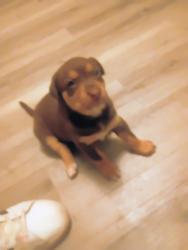 Lost Female Dog last seen Langley cemetery , Langley, SC 29851