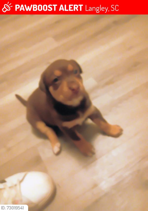 Lost Female Dog last seen Langley cemetery , Langley, SC 29851