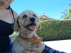 Found/Stray Male Dog last seen Palo Verde st, Montclair, CA 91763