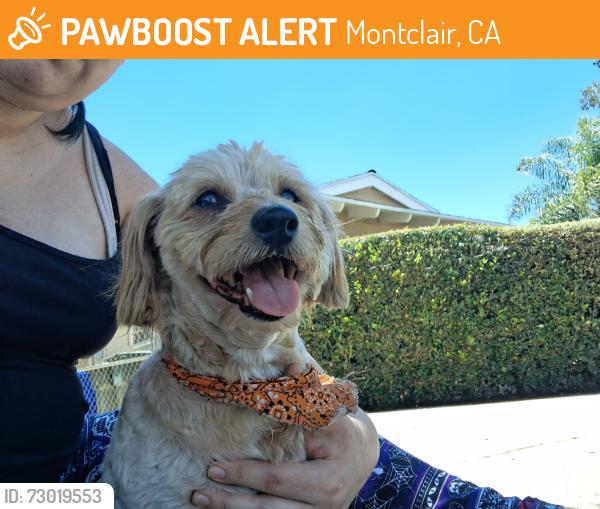 Found/Stray Male Dog last seen Palo Verde st, Montclair, CA 91763