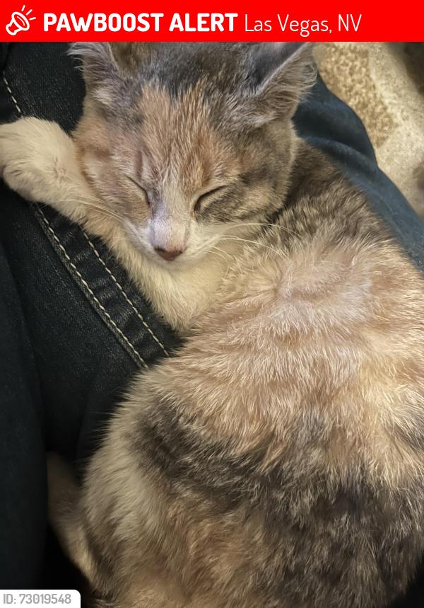 Lost Unknown Cat last seen Ester and ballard, Las Vegas, NV 89104