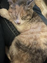 Lost Unknown Cat last seen Ester and ballard, Las Vegas, NV 89104