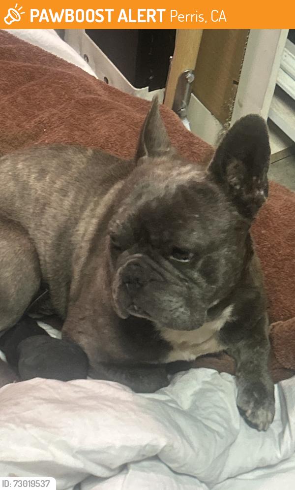 Found/Stray Male Dog last seen Unknown. He was brought 2 me , Perris, CA 92572