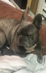 Found/Stray Male Dog last seen Unknown. He was brought 2 me , Perris, CA 92572