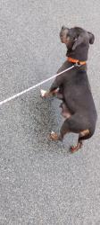 Found/Stray Female Dog last seen S.Grand Traverse & Monroe. , Flint, MI 48503