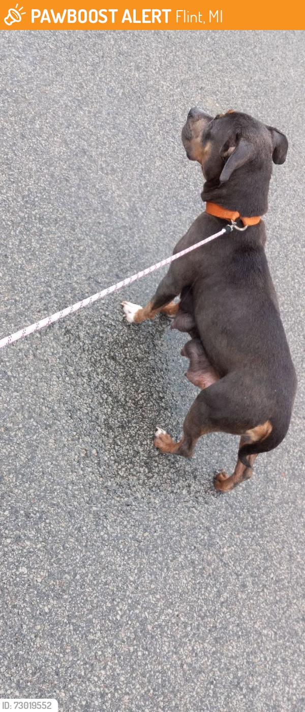 Found/Stray Female Dog last seen S.Grand Traverse & Monroe. , Flint, MI 48503