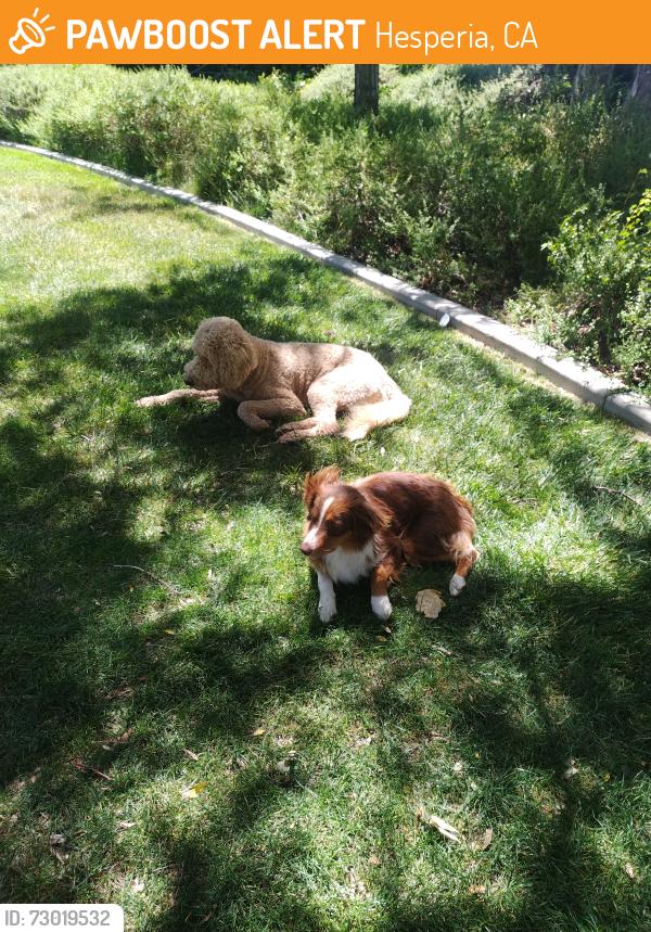 Found/Stray Male Dog last seen Palm st., Hesperia, CA 92344