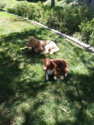 Found/Stray Male Dog last seen Palm st., Hesperia, CA 92344