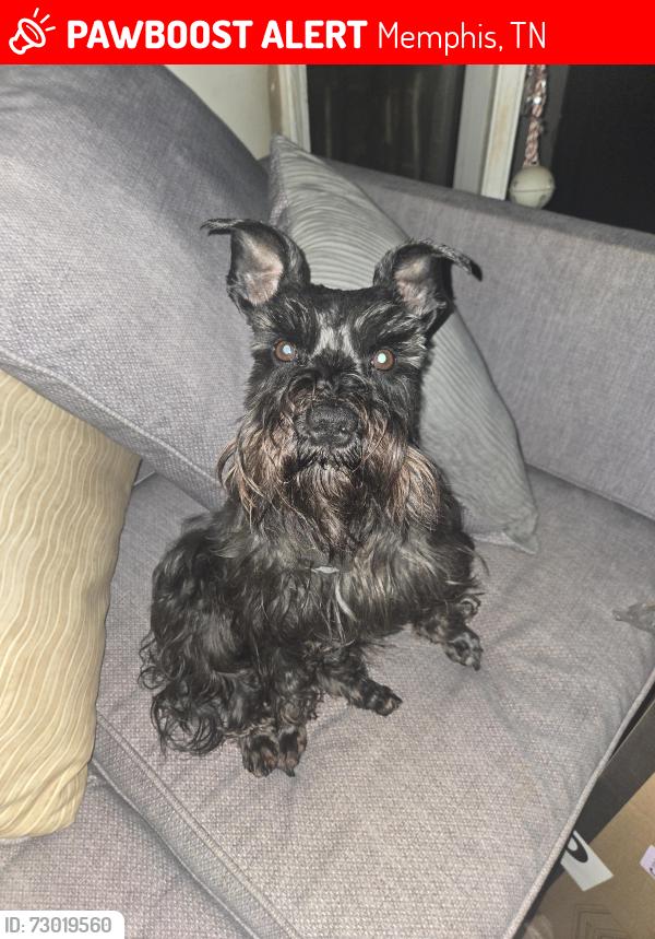 Lost Male Dog last seen Winchester rd near medal of honor park, Memphis, TN 38118