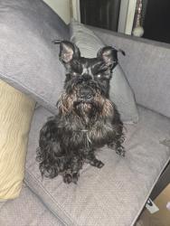 Lost Male Dog last seen Winchester rd near medal of honor park, Memphis, TN 38118