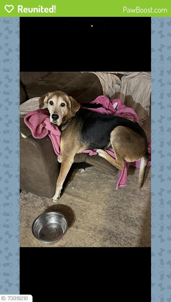 Reunited Female Dog last seen Hardwicke Dr, Knoxville, TN 37923, USA, Knoxville, TN 37923
