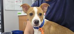 Shelter Stray Male Dog last seen Near BLOCK S 144TH ST, TUKWILA WA 98168, 21615 64th Ave S, Kent, WA 98032, USA