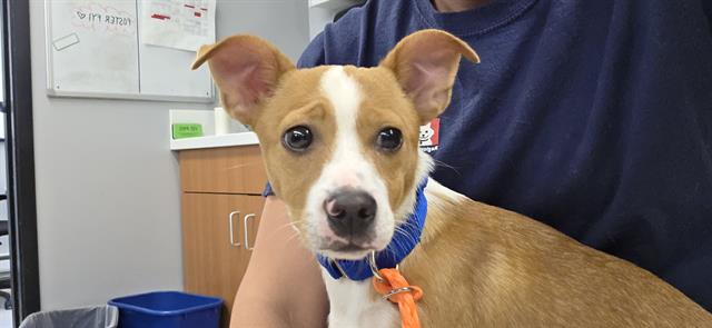 Shelter Stray Male Dog last seen Near BLOCK S 144TH ST, TUKWILA WA 98168, 21615 64th Ave S, Kent, WA 98032, USA