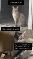 Lost Female Cat last seen  Gregory's Charter Ct on hull street by rockwood park, Richmond, VA 23236