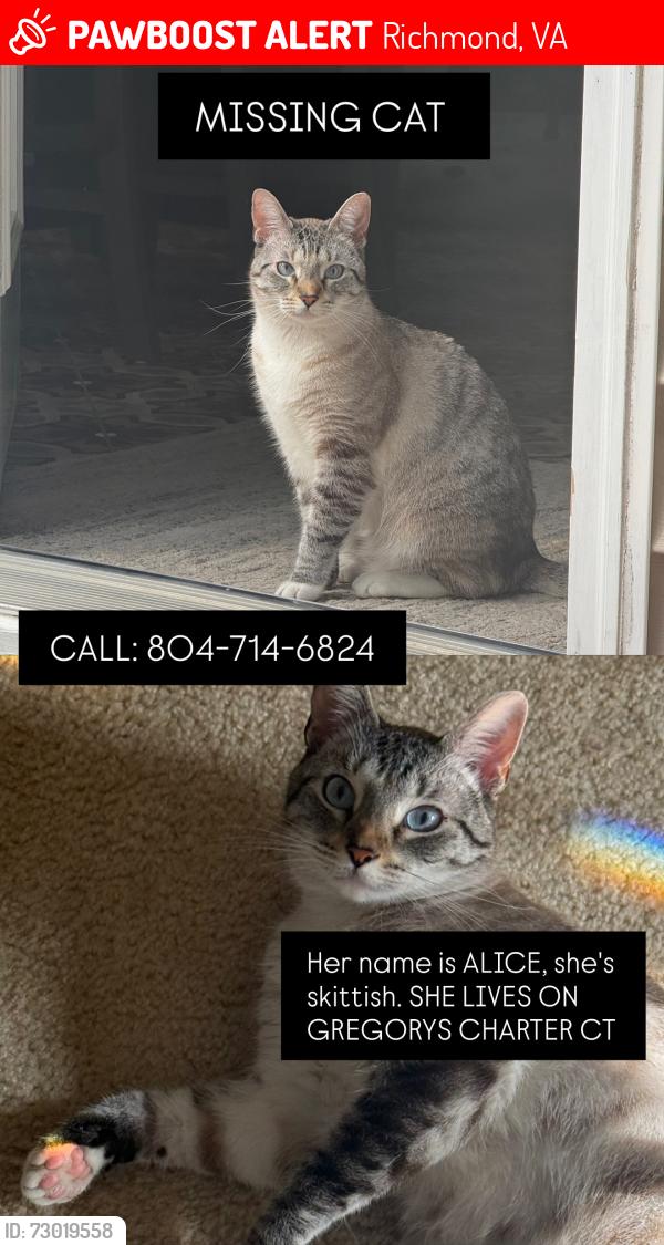 Lost Female Cat last seen  Gregory's Charter Ct on hull street by rockwood park, Richmond, VA 23236