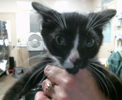 Shelter Stray Male Cat last seen PREMIER WAY/TAPESTRY WAY, 95826, 3839 Bradshaw Rd, Sacramento, CA 95827, USA
